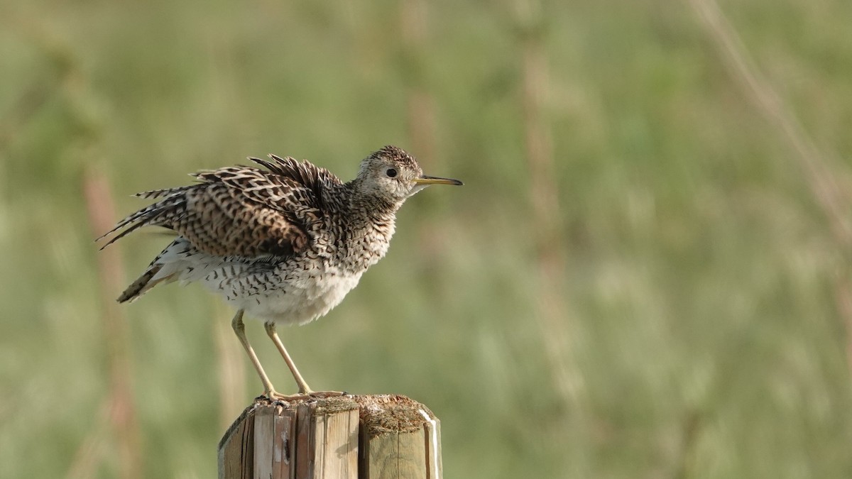 Upland Sandpiper - ML638942385