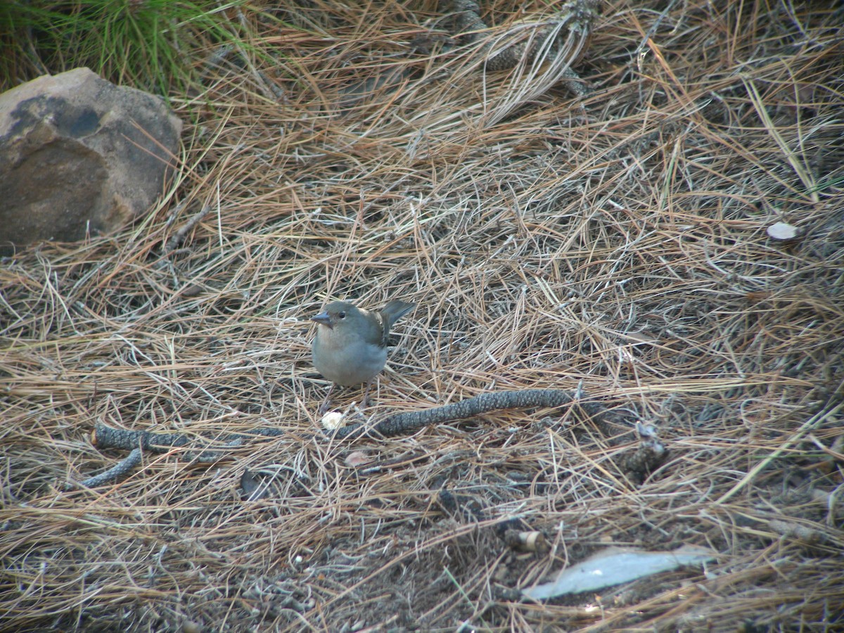 Tenerife Blue Chaffinch - ML638942386