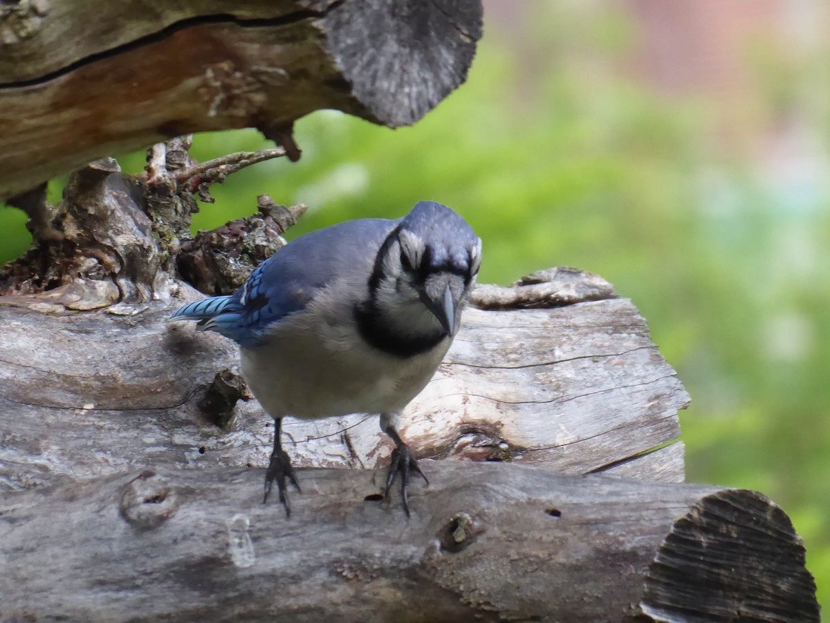 Blue Jay - ML638942400