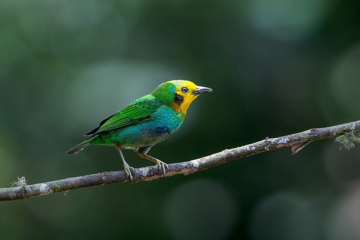 Multicolored Tanager - ML638942410