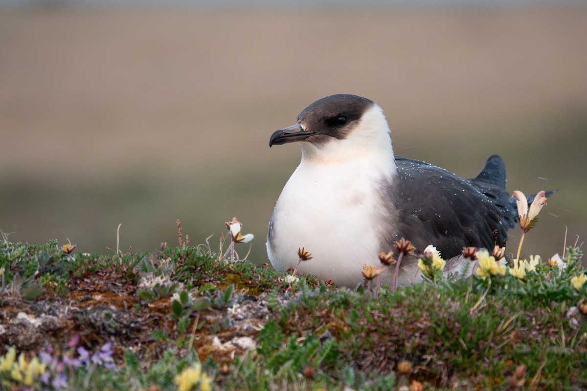 Parasitic Jaeger - ML638942427