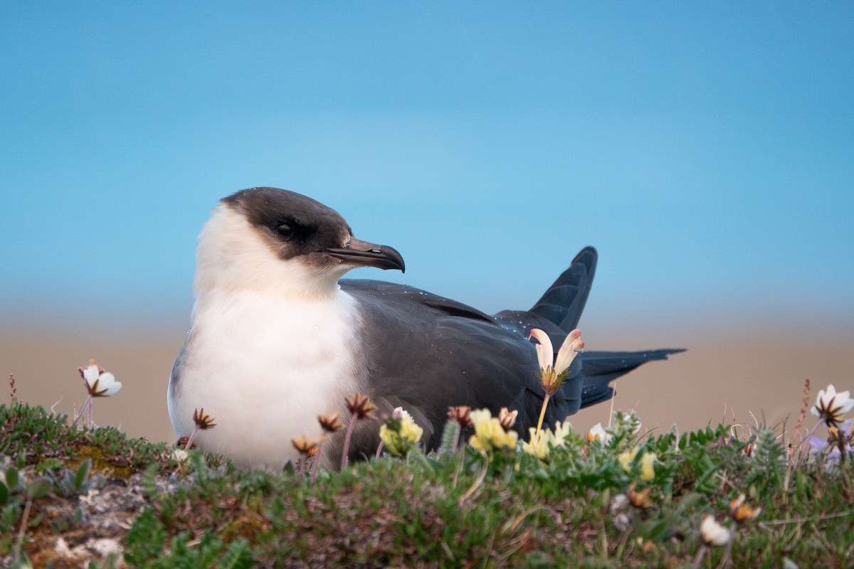 Parasitic Jaeger - ML638942428