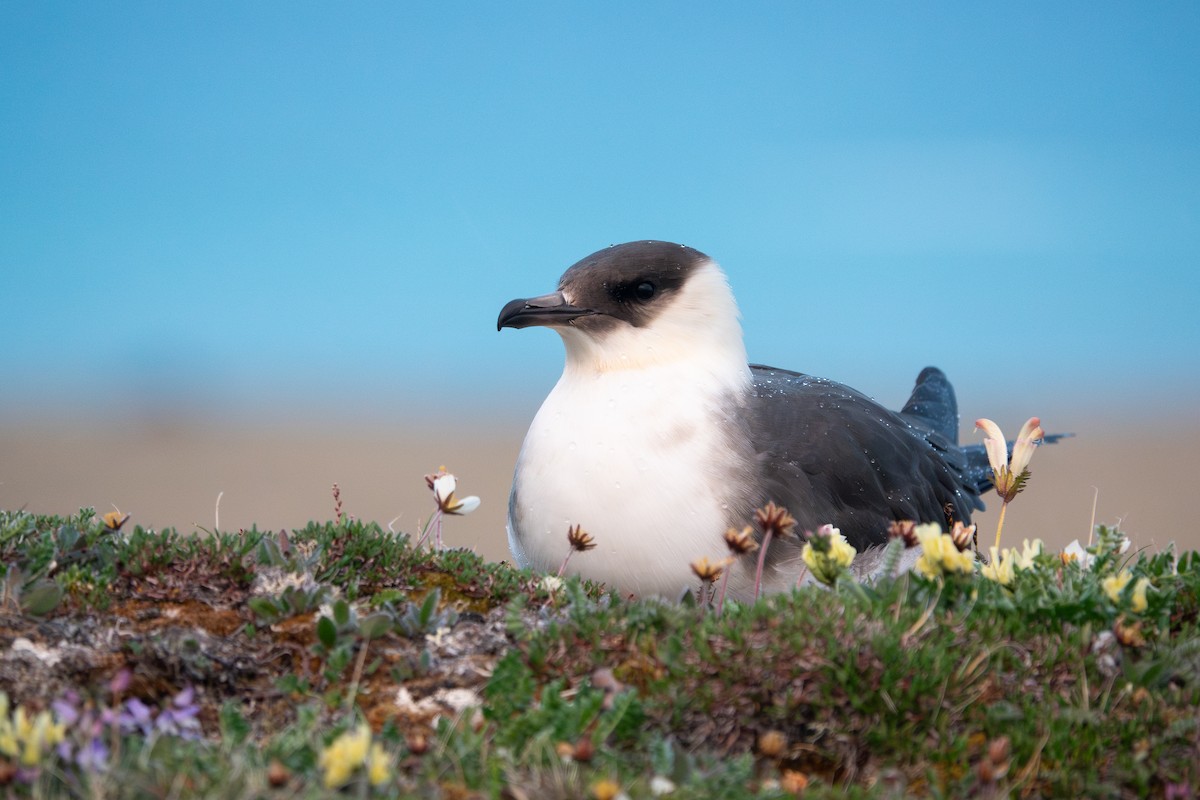 Parasitic Jaeger - ML638942429