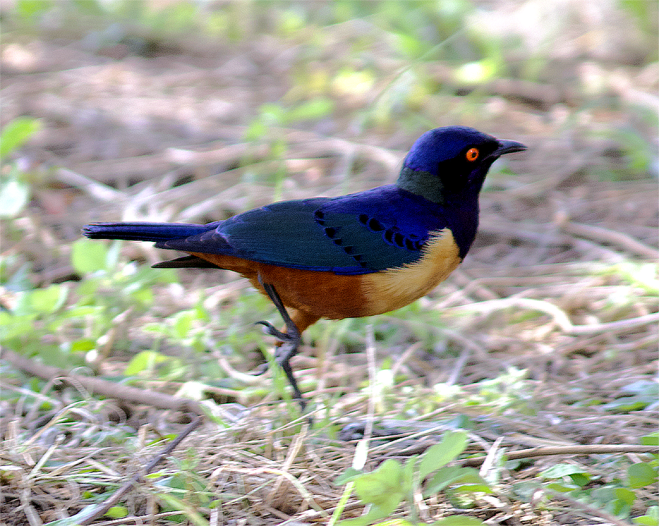 Hildebrandt's Starling - ML638942446