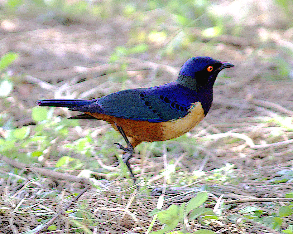 Hildebrandt's Starling - ML638942447