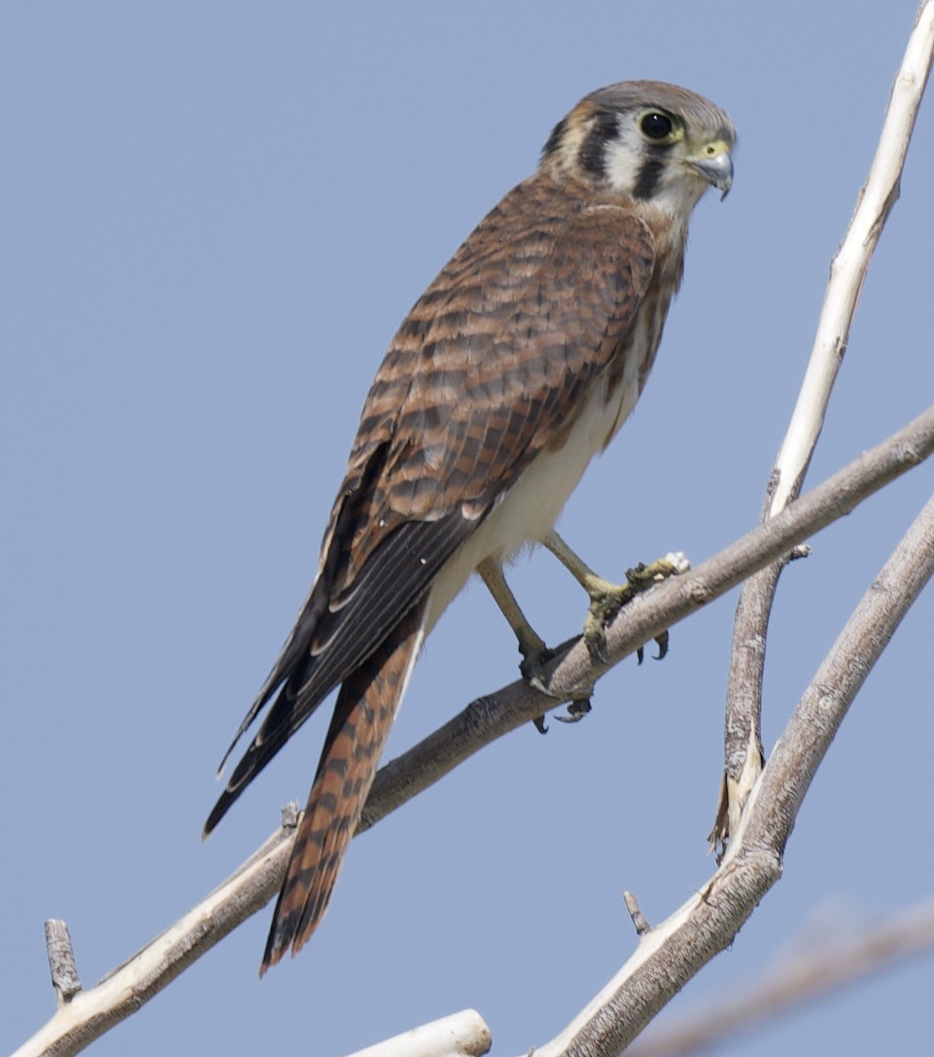 American Kestrel - ML638942479