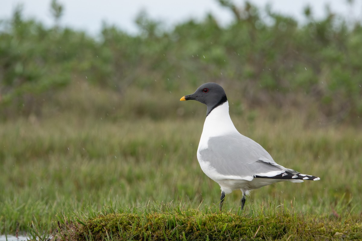 Sabine's Gull - ML638942483