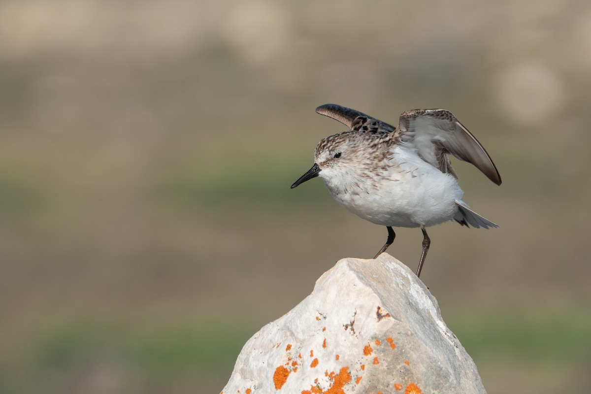 Semipalmated Sandpiper - ML638942487