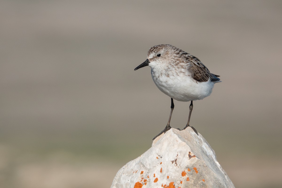 Semipalmated Sandpiper - ML638942488