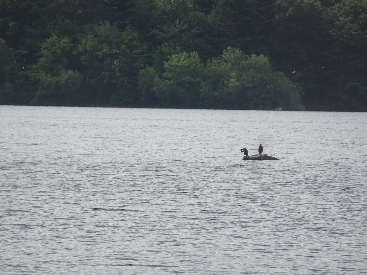 Double-crested Cormorant - ML638942499