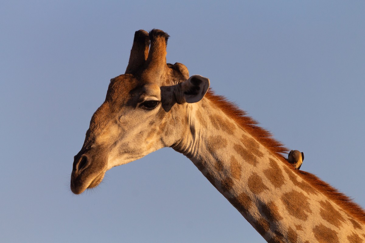 Red-billed Oxpecker - ML638942539
