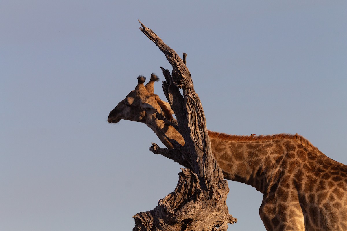 Red-billed Oxpecker - ML638942540