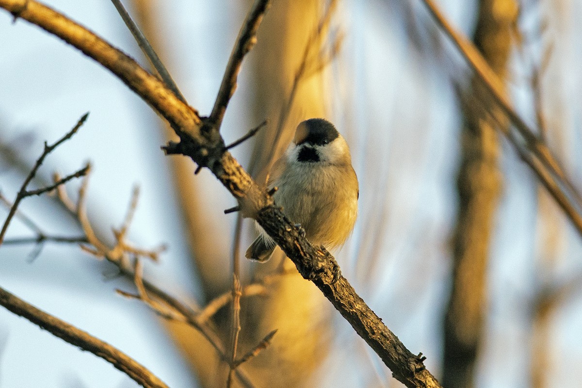 Marsh Tit - ML638942569