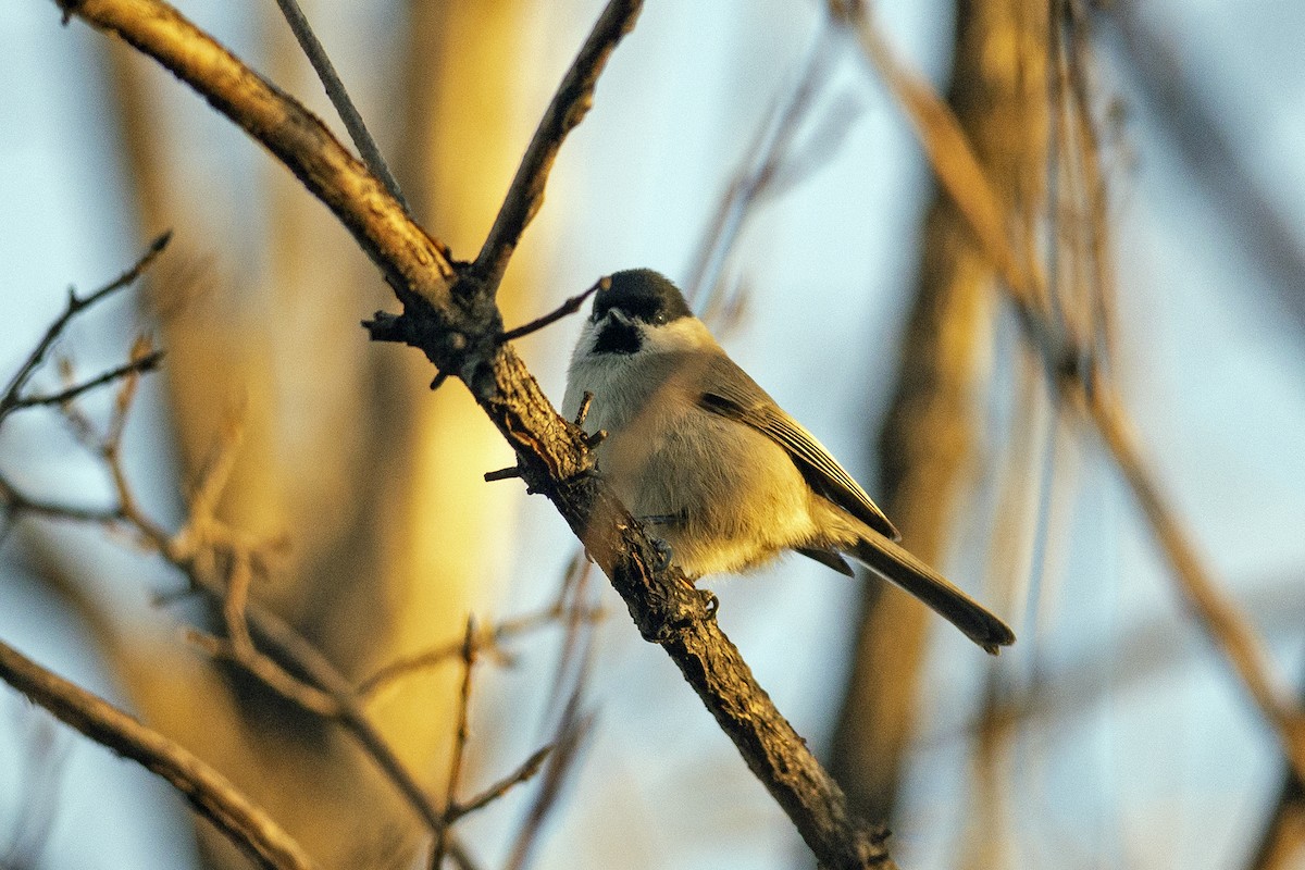 Marsh Tit - ML638942570