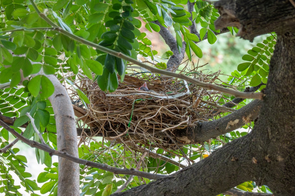 House Crow - ML638942630