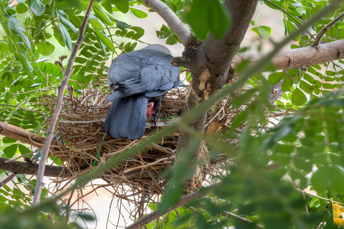 House Crow - ML638942631