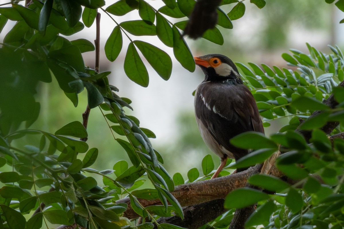 印度鵲椋鳥 - ML638942632