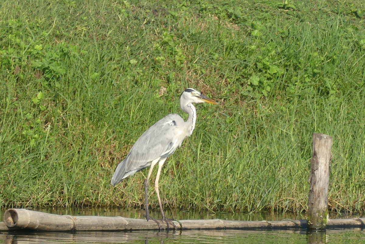 Gray Heron - ML638942639
