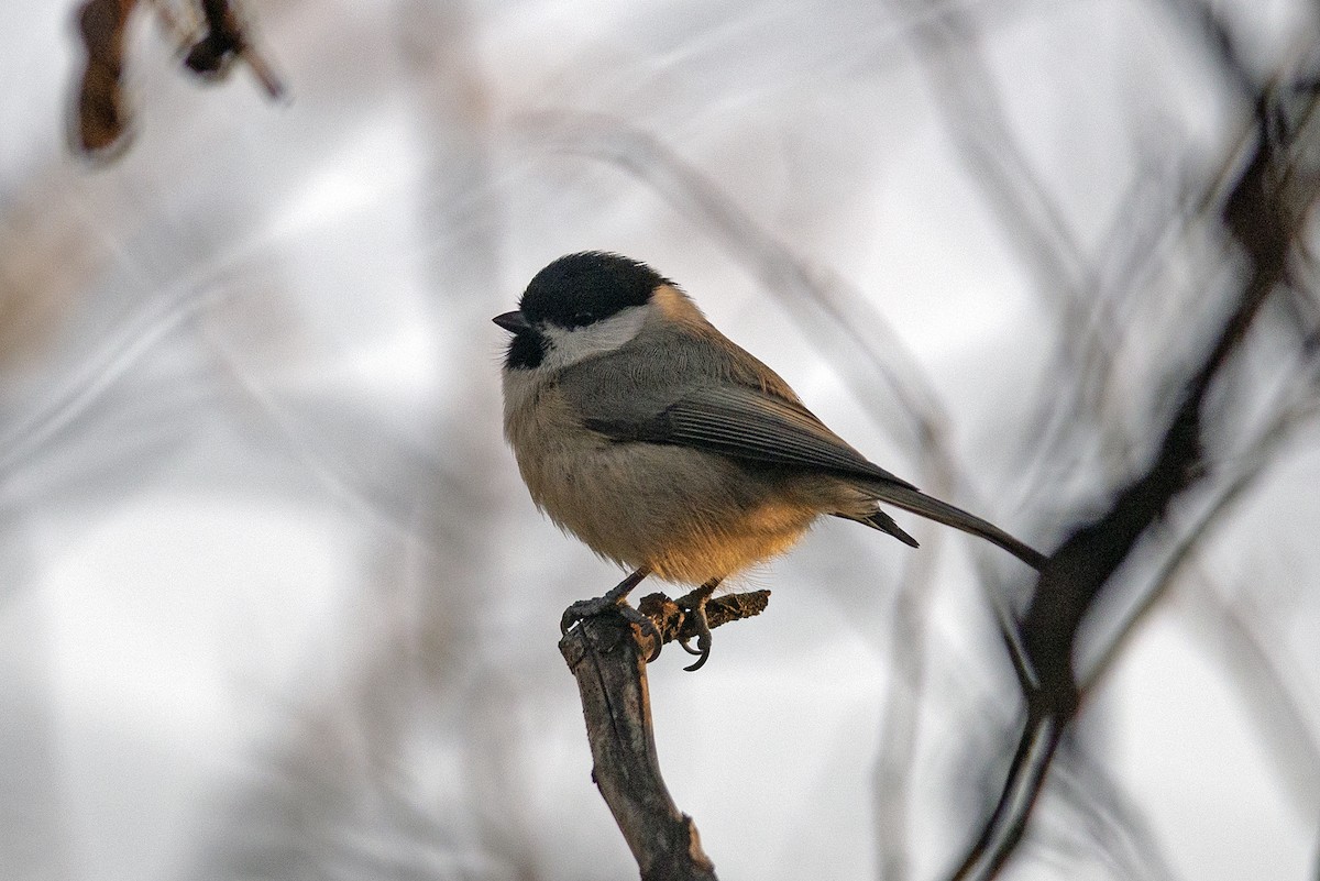 Marsh Tit - ML638942648