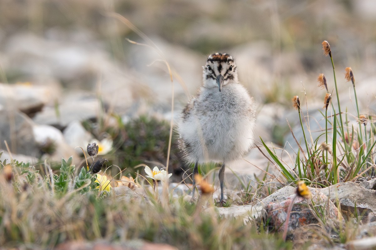 Baird's Sandpiper - ML638942666