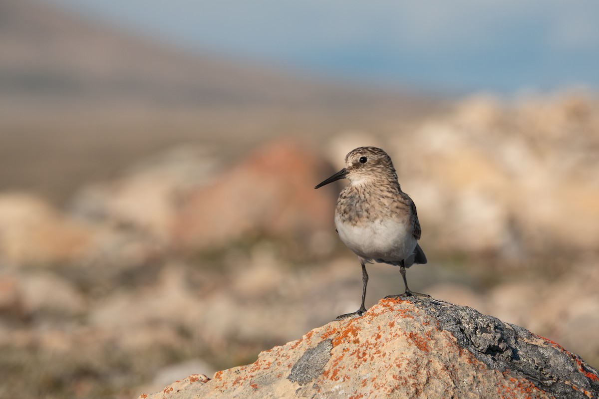 Baird's Sandpiper - ML638942668