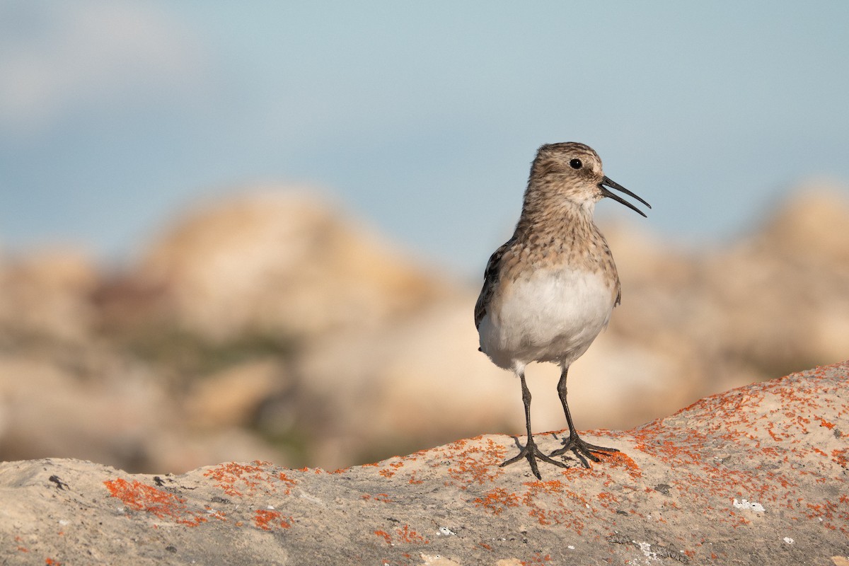 Baird's Sandpiper - ML638942669