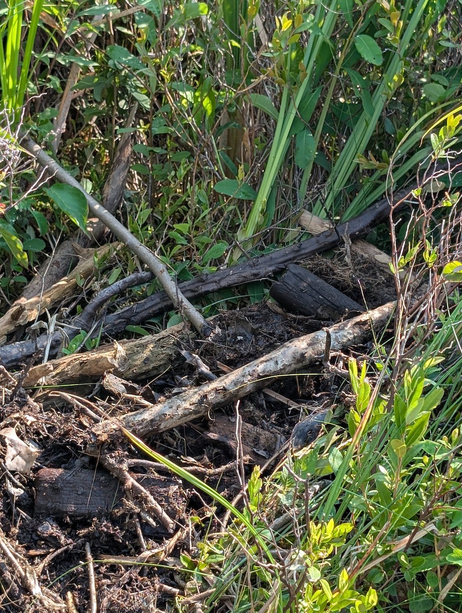 Common Loon - ML638942671