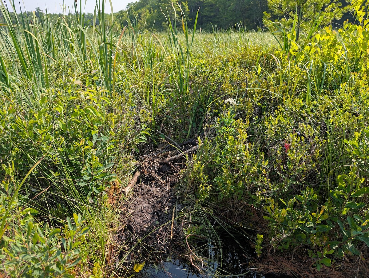 Common Loon - ML638942672