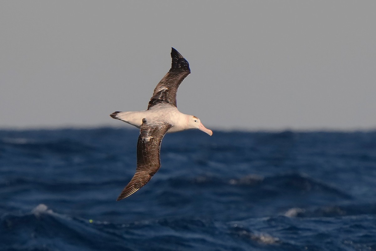 Antipodean Albatross - ML638942708