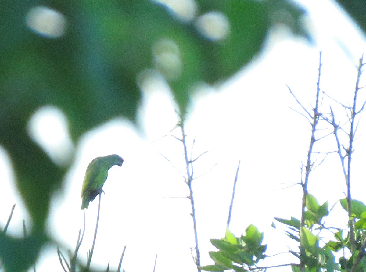 ムラサキボウシインコ - ML638942741