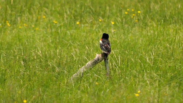 Long-tailed Widowbird - ML638942748