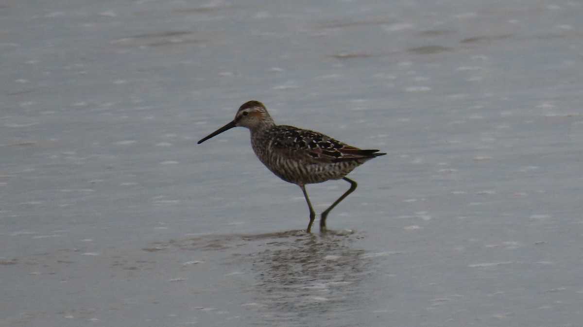Stilt Sandpiper - ML638942750
