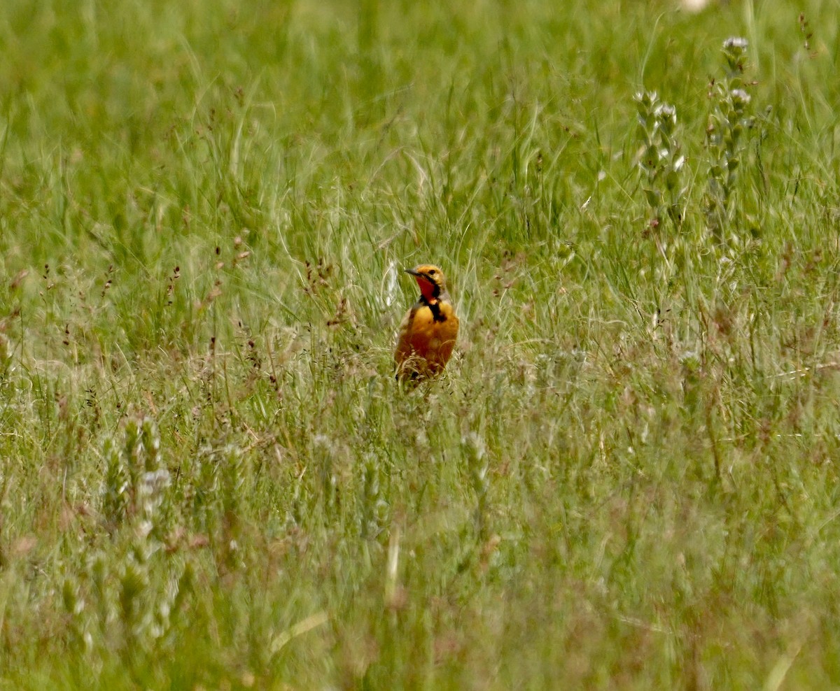 Orange-throated Longclaw - ML638942768