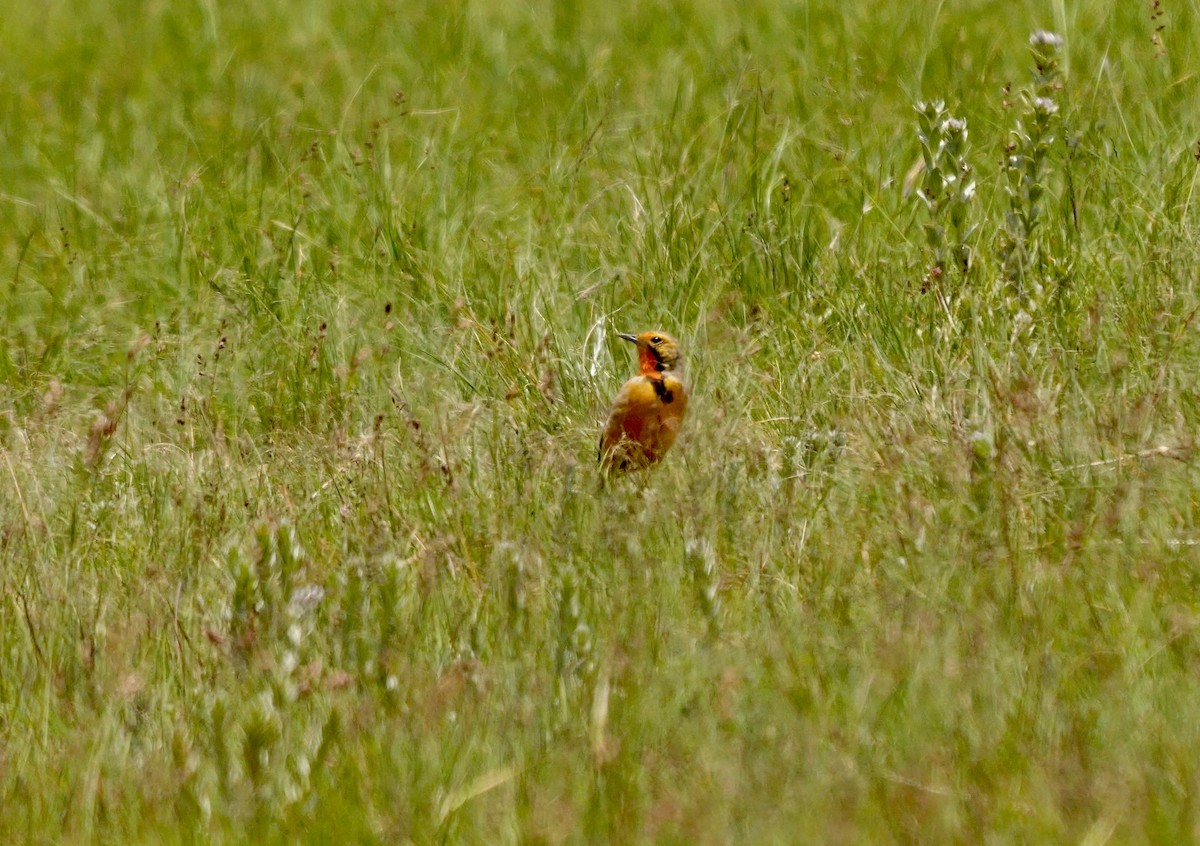 Orange-throated Longclaw - ML638942769