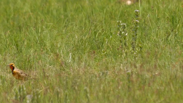 Orange-throated Longclaw - ML638942770