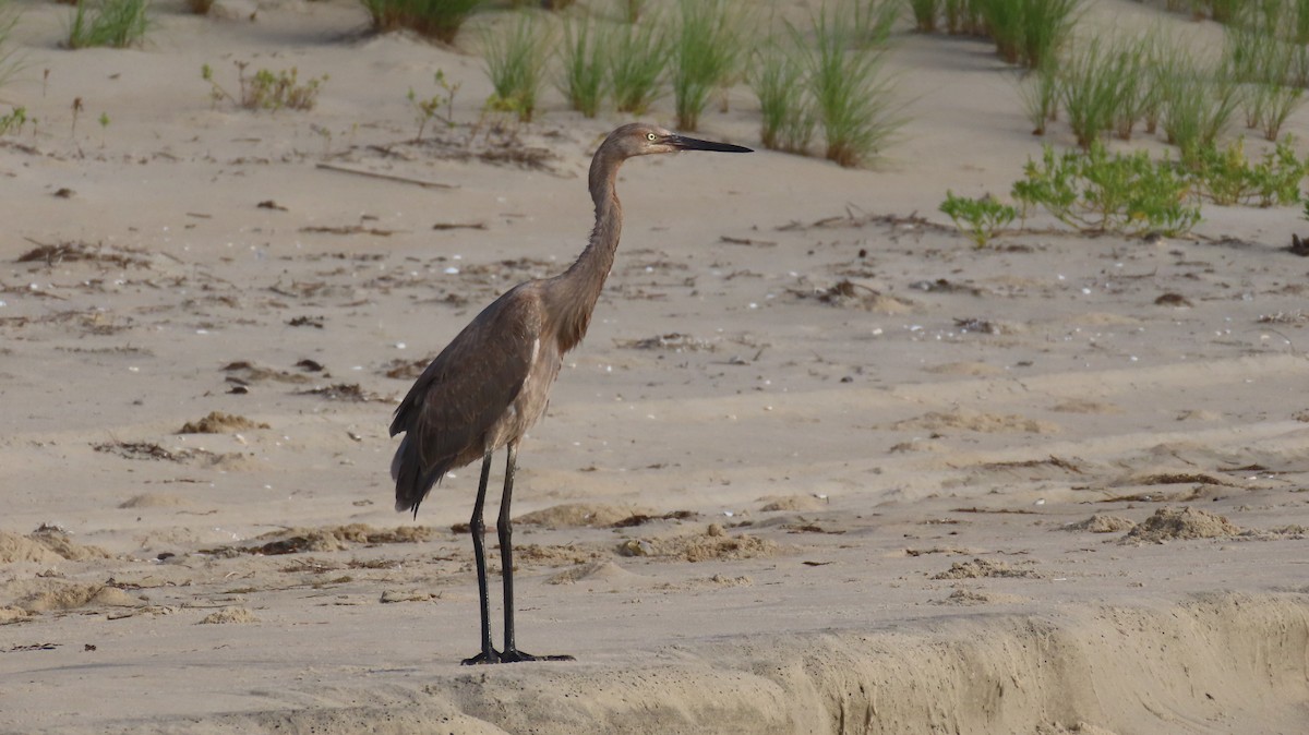 Reddish Egret - ML638942782