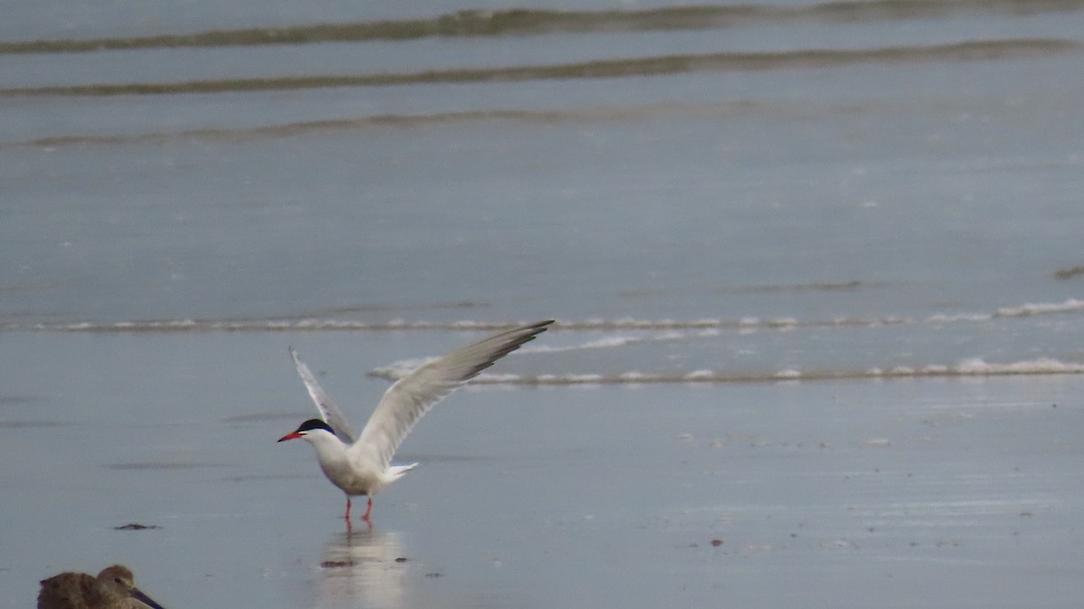 Sterna comune - ML638942791