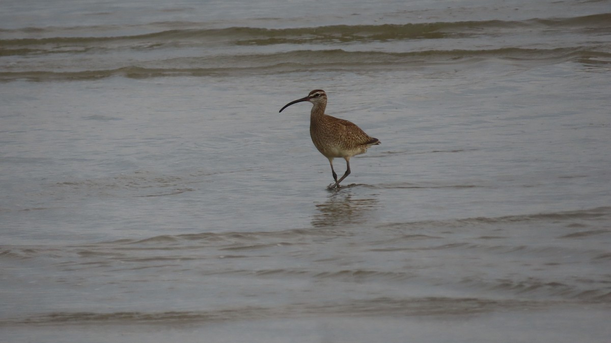 Chiurlo piccolo americano - ML638942804