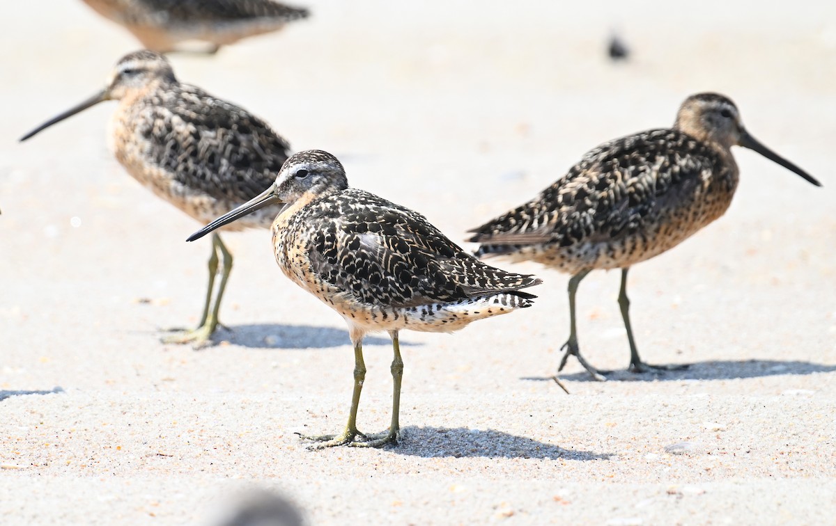 Short-billed Dowitcher - ML638942817
