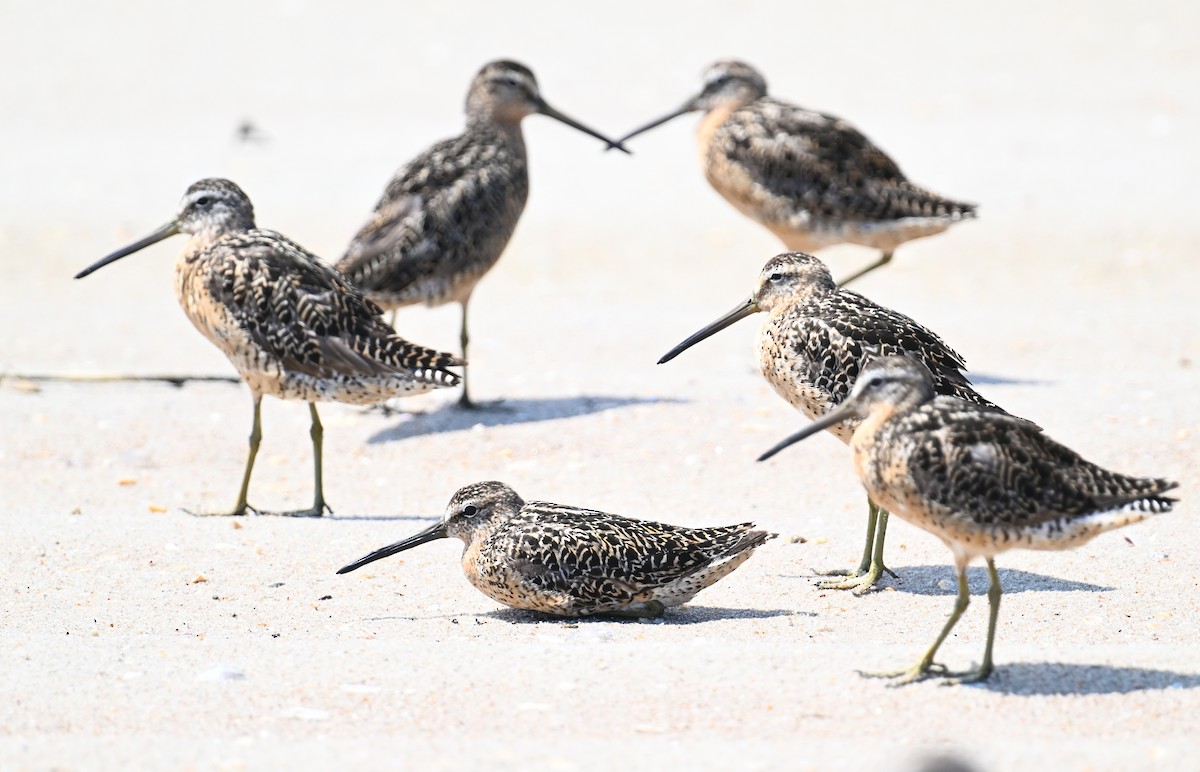 Short-billed Dowitcher - ML638942818