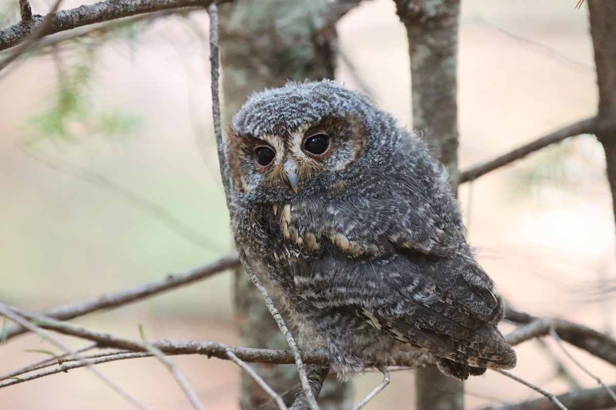 Flammulated Owl - ML638942843