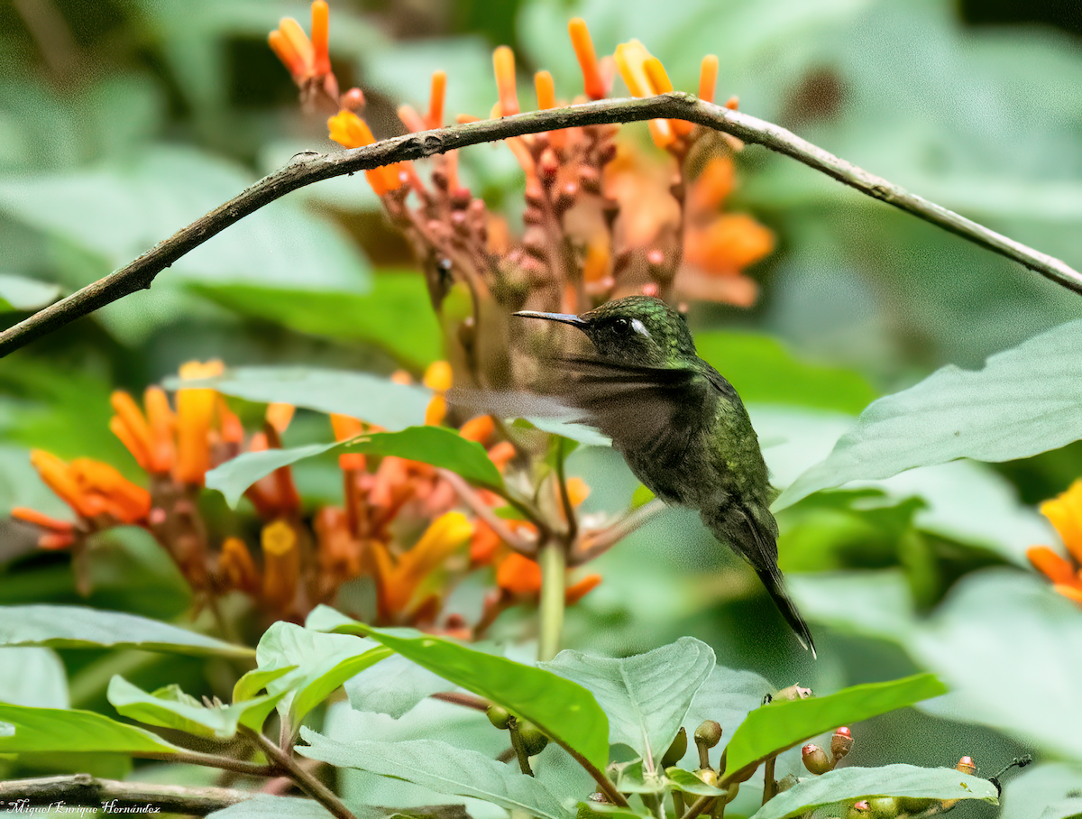 Emerald-chinned Hummingbird - ML638942851