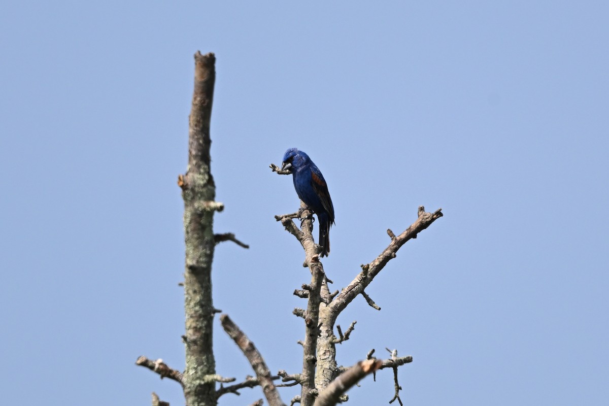 Blue Grosbeak - ML638942883