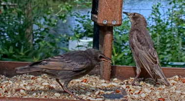 European Starling - ML638942885