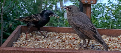European Starling - ML638942886