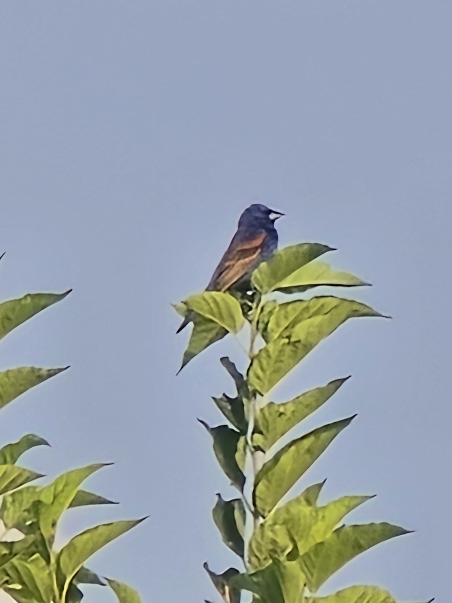 Blue Grosbeak - ML638942899
