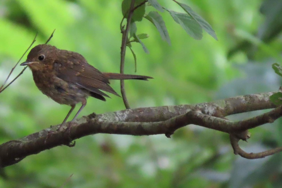 European Robin - ML638942915