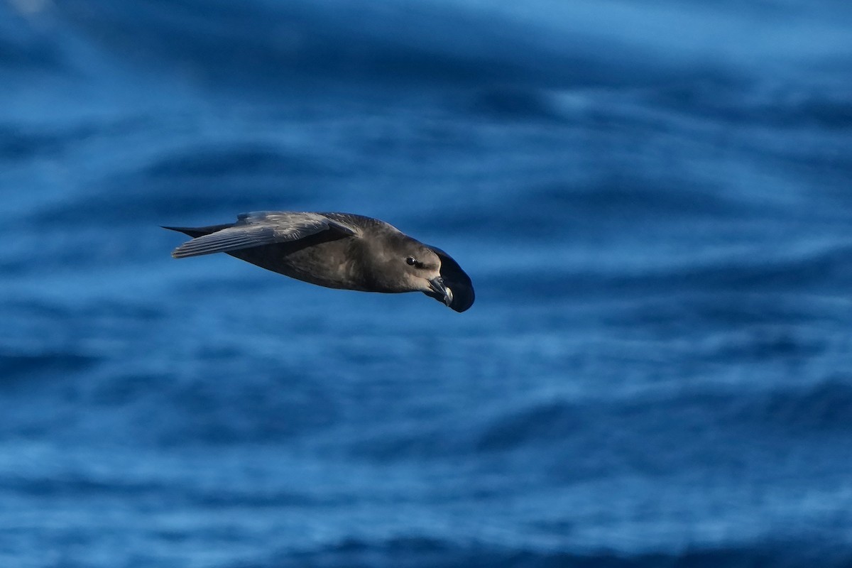 Gray-faced Petrel - ML638942922