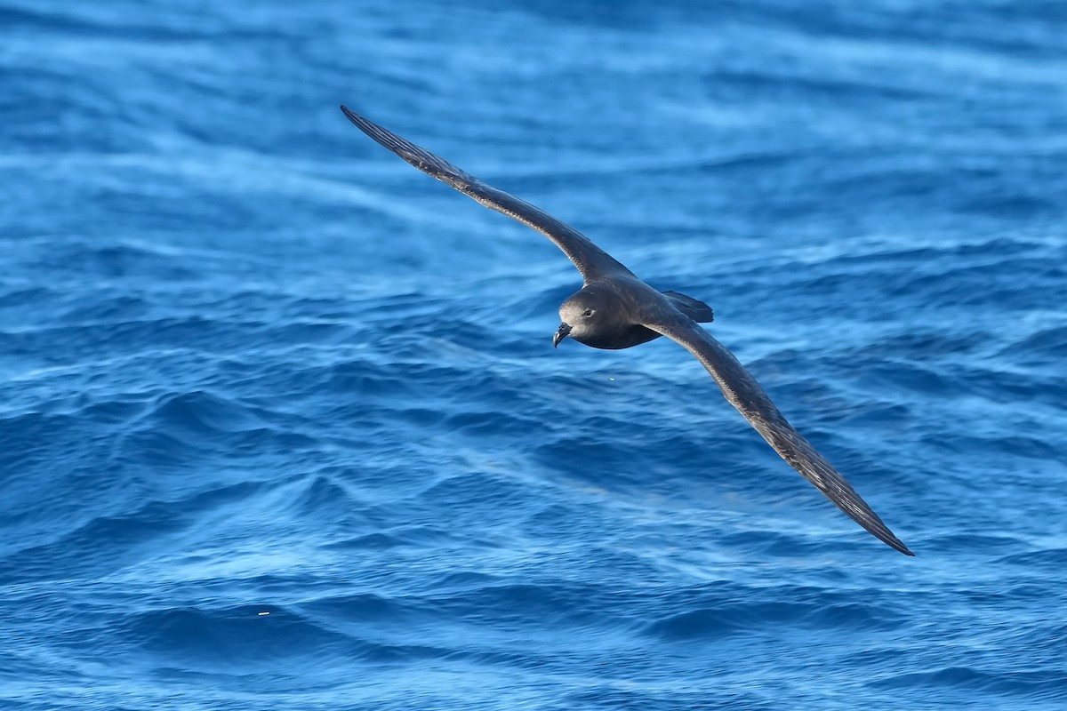 Gray-faced Petrel - ML638942923