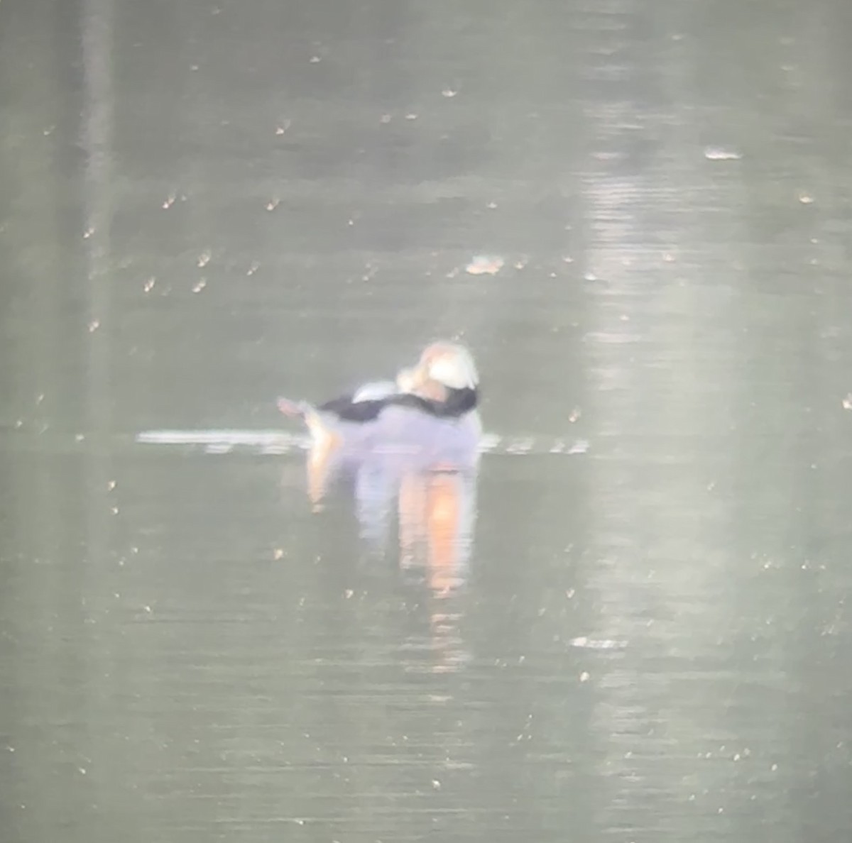 Bufflehead - ML638942939